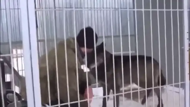 أنقذ الرجل جروا متخلى عنه. لكن بعد أشهر اكتشف أنه ليس كلبا!