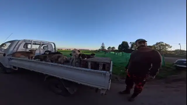 صيد الخنزير البري في المغرب تحياتي لدوجو ولصاحب الفيديو